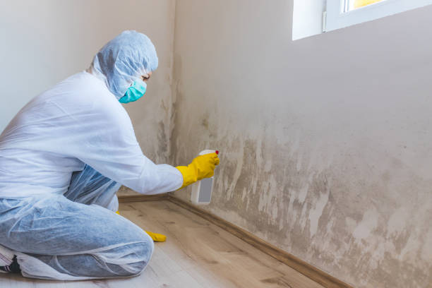 Licensed Mold Remediation service in Wakefield, MI - WQB Mold Removal